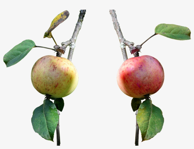 Apple, Branch, Fruit, Nature, Leaves, Red, Red Apple - Apple, transparent png download