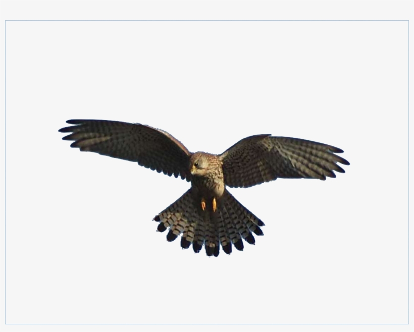 Falco L Aquila E Il Falco Transparent Png 1139x859 Free Download On Nicepng