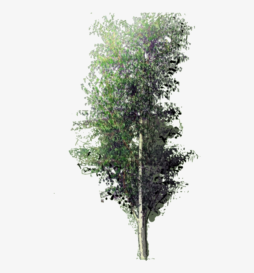 Betula Pendula Fastigata W 23 Jan 2019 - River Birch, transparent png download