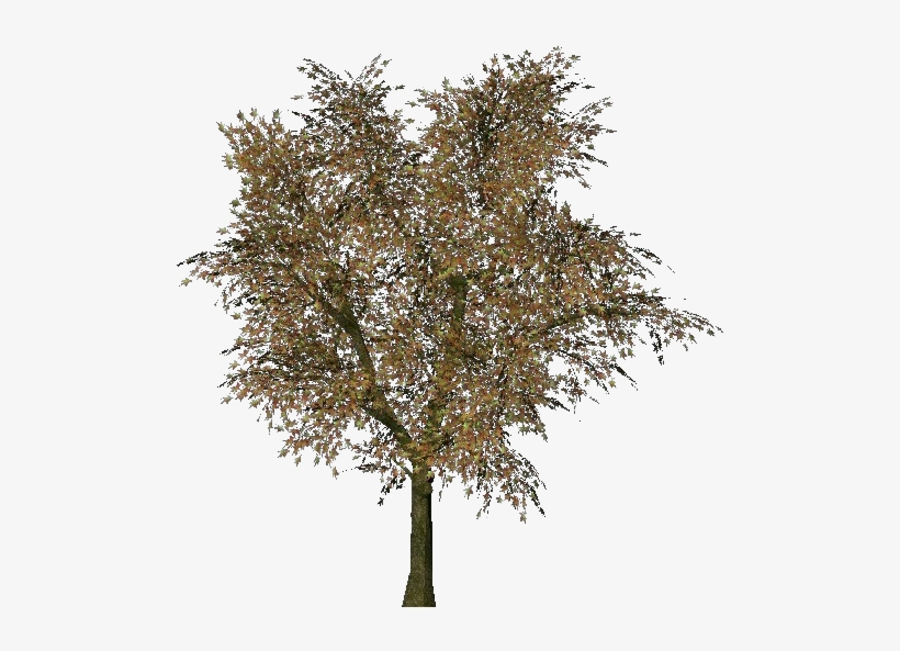 Norway Maple Tree Transparent, transparent png download
