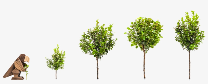 For Every Animal Sold 5 Trees Are Planted - Plane, transparent png download