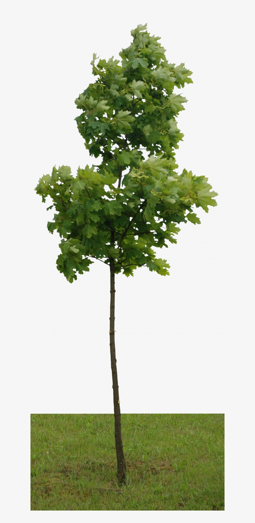 Resolution - - Gambel Oak, transparent png download