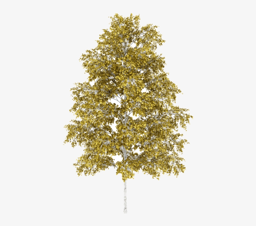Yellow Birch Feuille Yellow Birch - Bouleau Png, transparent png download