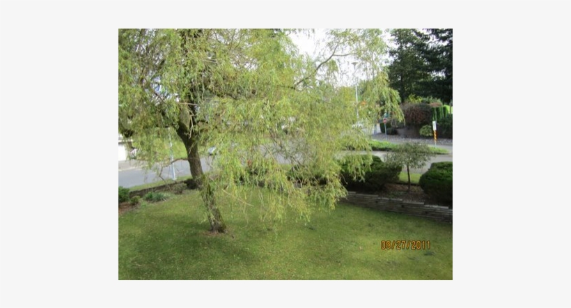 Comfy Home With Easy Access To Vancouver, Whistler - Canoe Birch, transparent png download