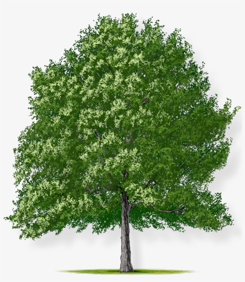 Tree Height - Small Honey Locust Tree, transparent png download