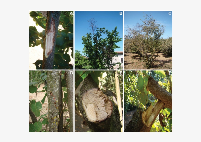 Download - Cytospora On Hazelnut Tree, transparent png download