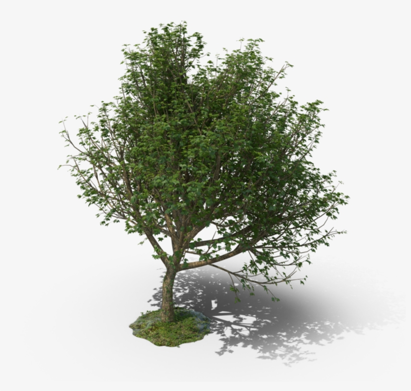 Mexican Pinyon, transparent png download