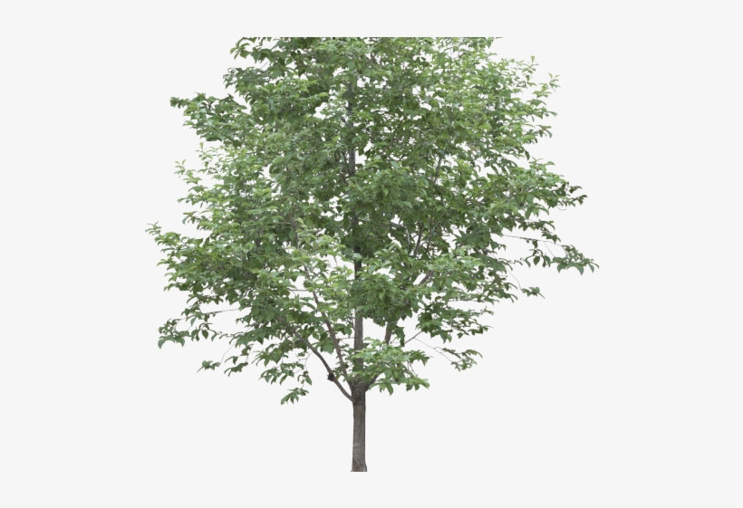 Birch Clipart Watercolor - Arboles Render, transparent png download