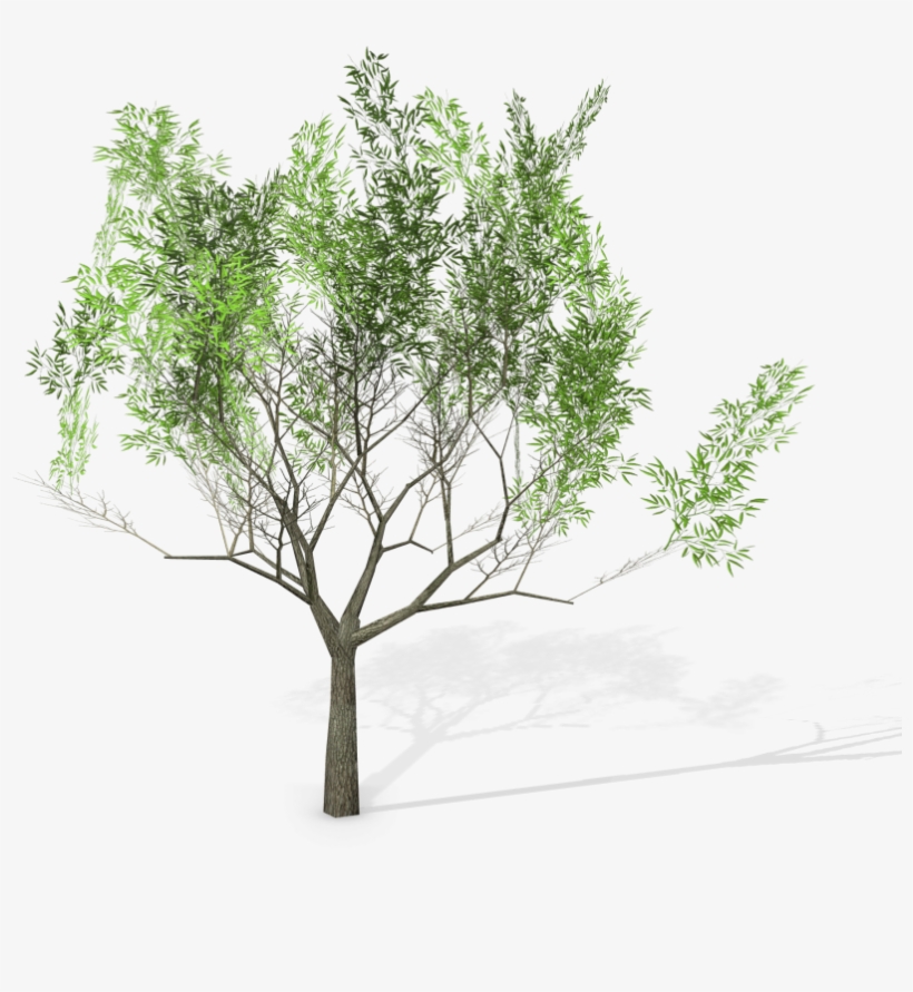 20 Eucalyptus Crebra Tree Royalty-free 3d Model - Mexican Pinyon, transparent png download