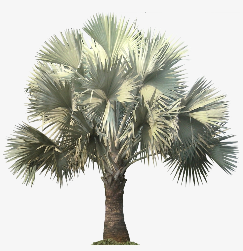 Bismarckia Palm Is Native To Western And Northern Madagascar, - Silver Bismarck Palm Png, transparent png download