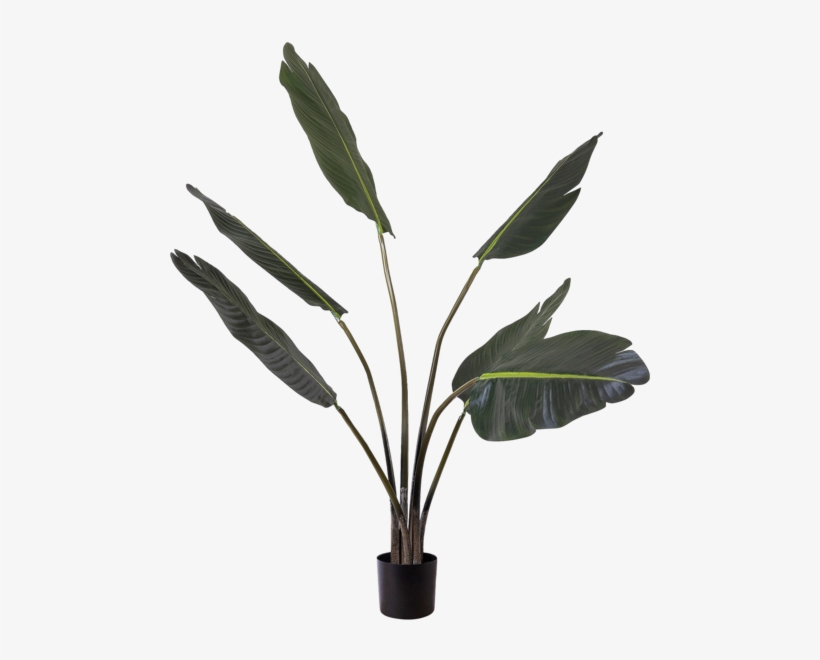 Bay Laurel, transparent png download