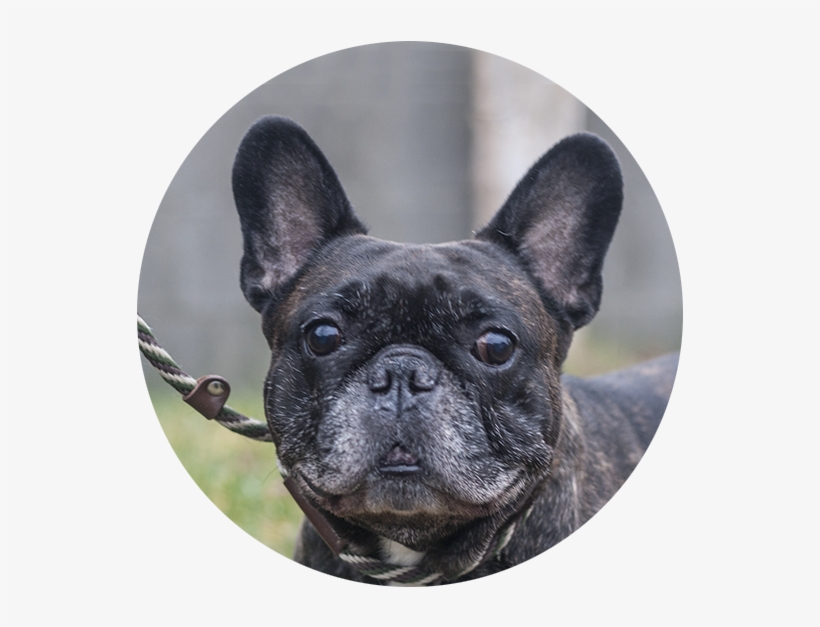 Stoli The French Bulldog - French Bulldog, transparent png download