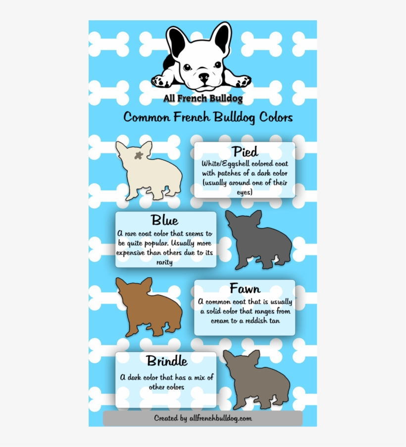 Types Of French Bulldogs - Cartoon, transparent png download