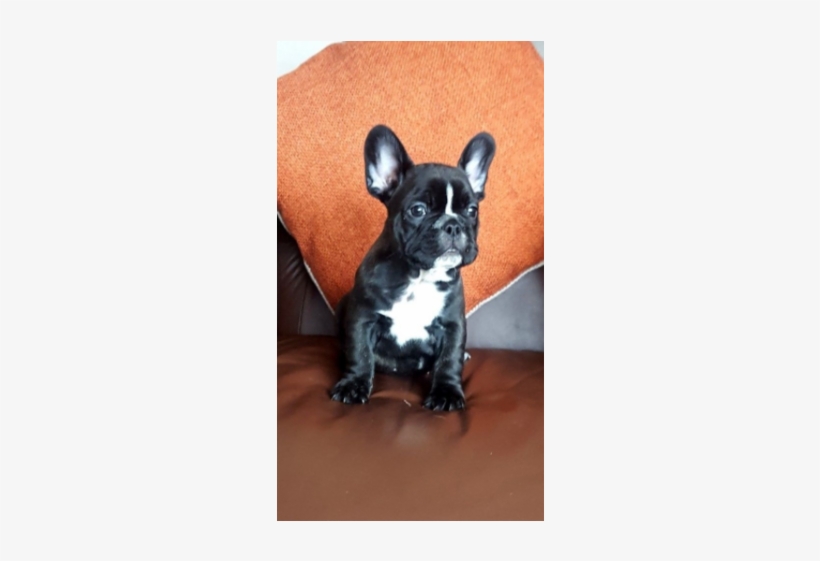 French Bulldog Pups - French Bulldog, transparent png download