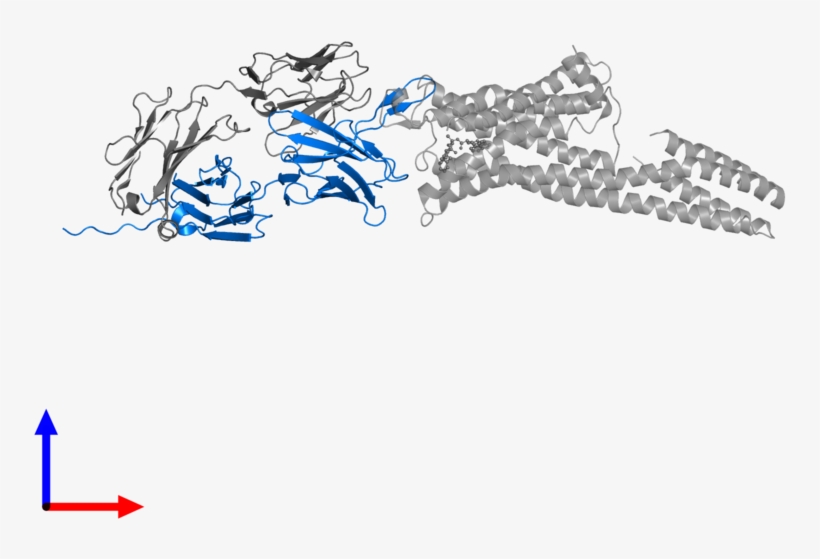 <div Class='caption-body'>pdb Entry 5tud Contains 1 - Cartoon, transparent png download