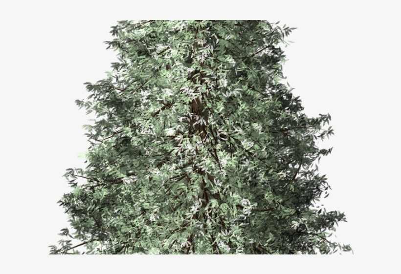 Fir Tree Clipart Redwood - Portable Network Graphics, transparent png download