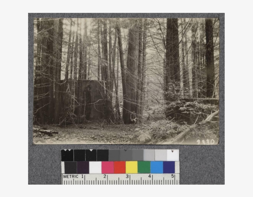 Secondgrowth Redwood Yield Study - Grove, transparent png download