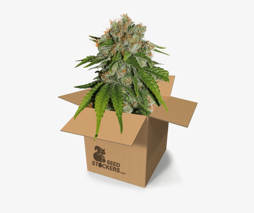 Product Image - Seed, transparent png download