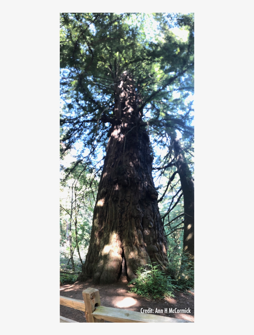Tree Cave In The Trunk - Redwood, transparent png download