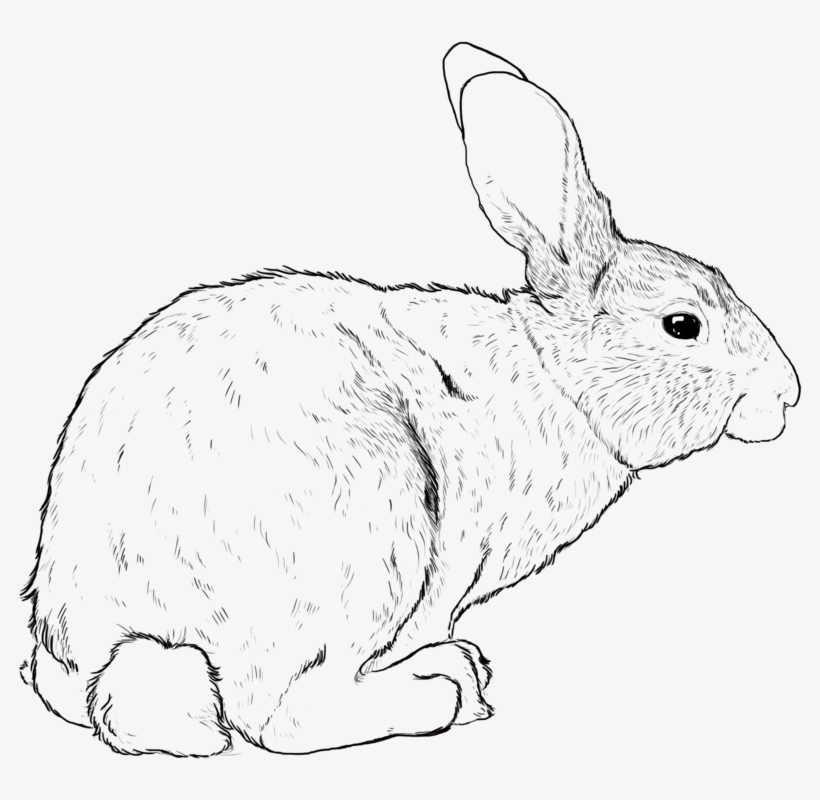 Rabbit, transparent png download