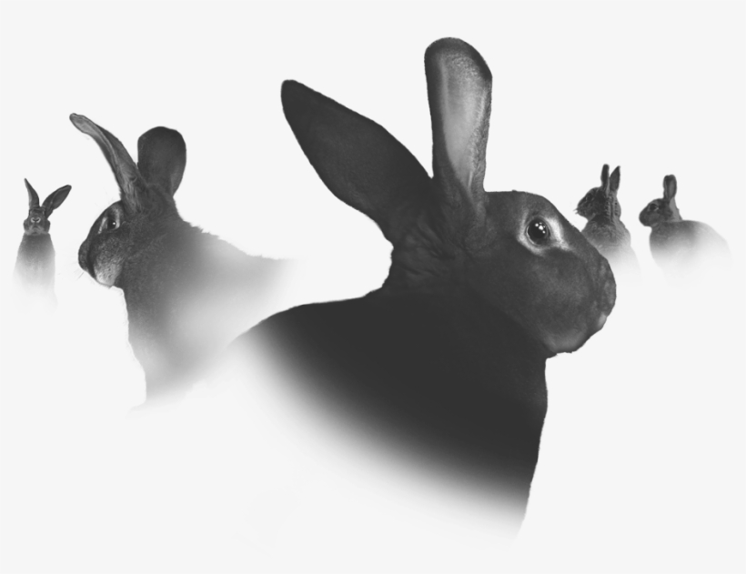 We Believe Their Challenging Spirits And Defying Attitudes - Domestic Rabbit, transparent png download