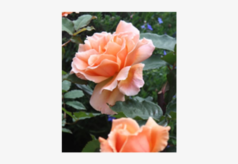 Rose - Garden Roses, transparent png download
