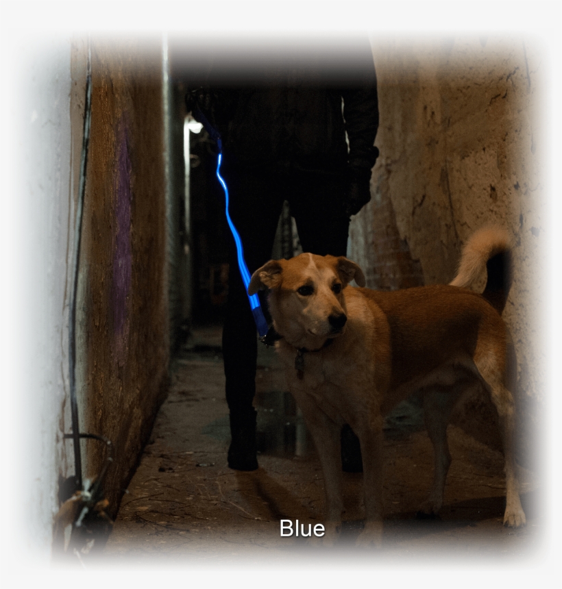 And The Baggies Pick'd Up Your Shit - Companion Dog, transparent png download