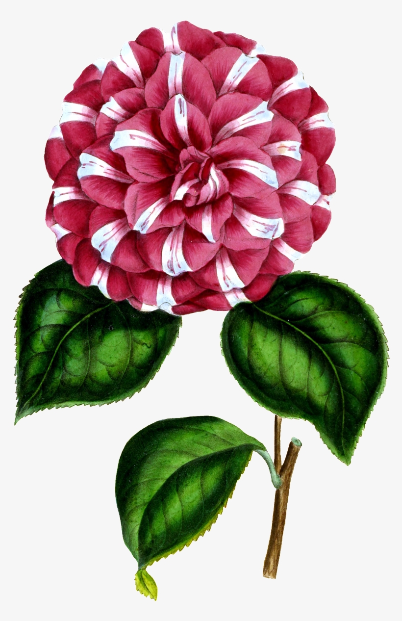 Hd Red Flower Decorative Element Design - Dahlia, transparent png download