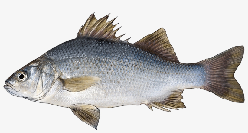 Http - //www - Fishbuoy - Com/images/images/fish Species - Pike Perch, transparent png download