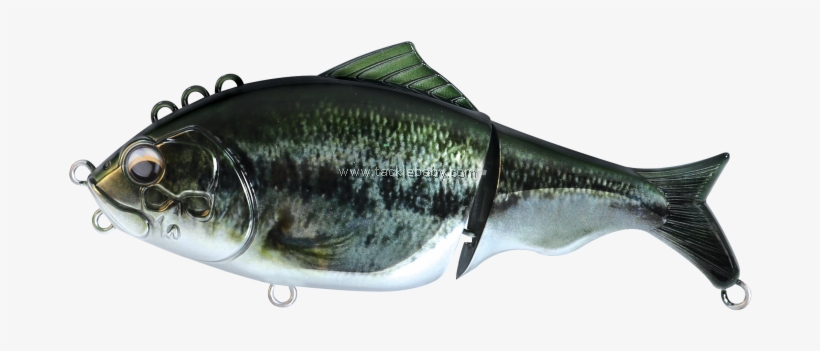 Carp, transparent png download