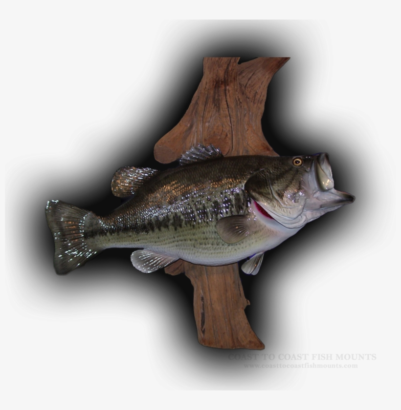 Largemouth Bass Fish Mount Replica - Largemouth Bass Mount, transparent png download