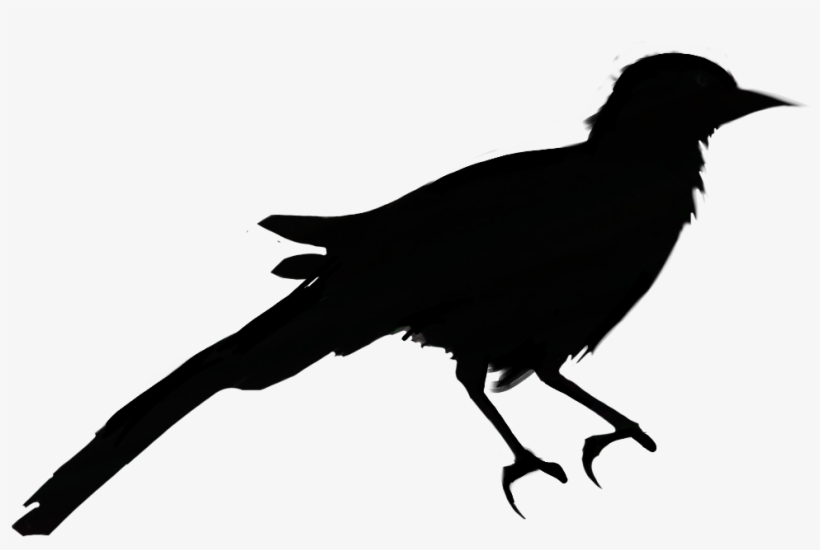Bird Sticker - American Crow, transparent png download