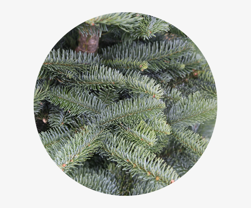 Our-trees2 - Christmas Tree, transparent png download