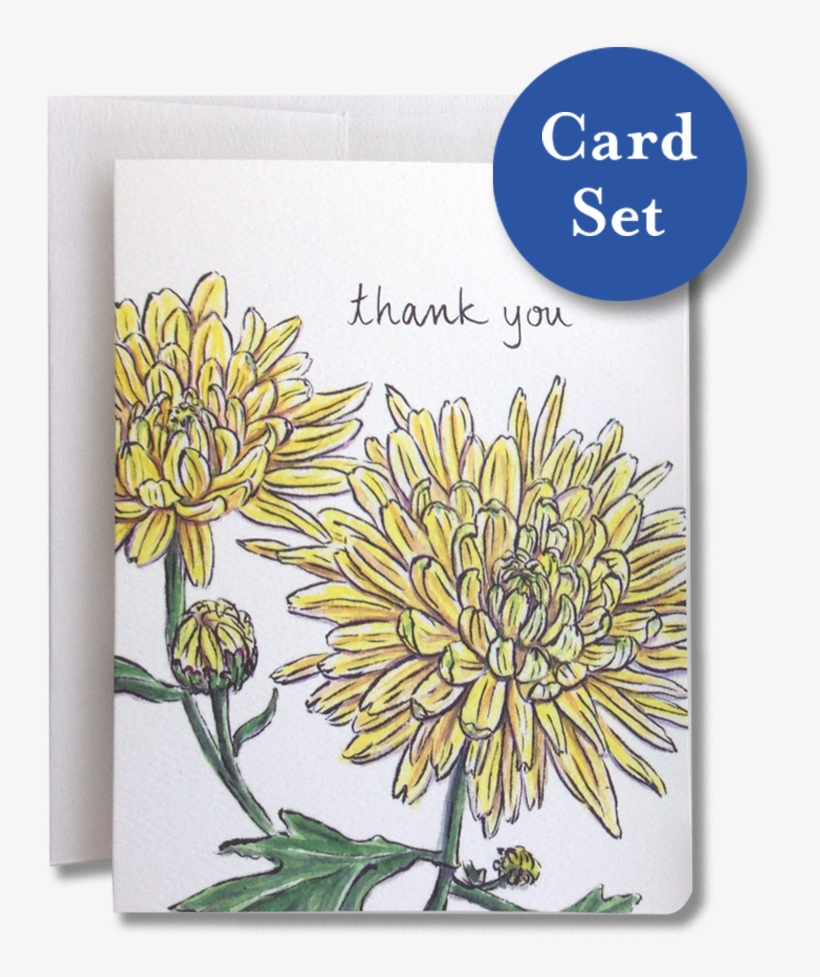 Chrysanthemum Thank You Card Set Of - Chrysanths, transparent png download