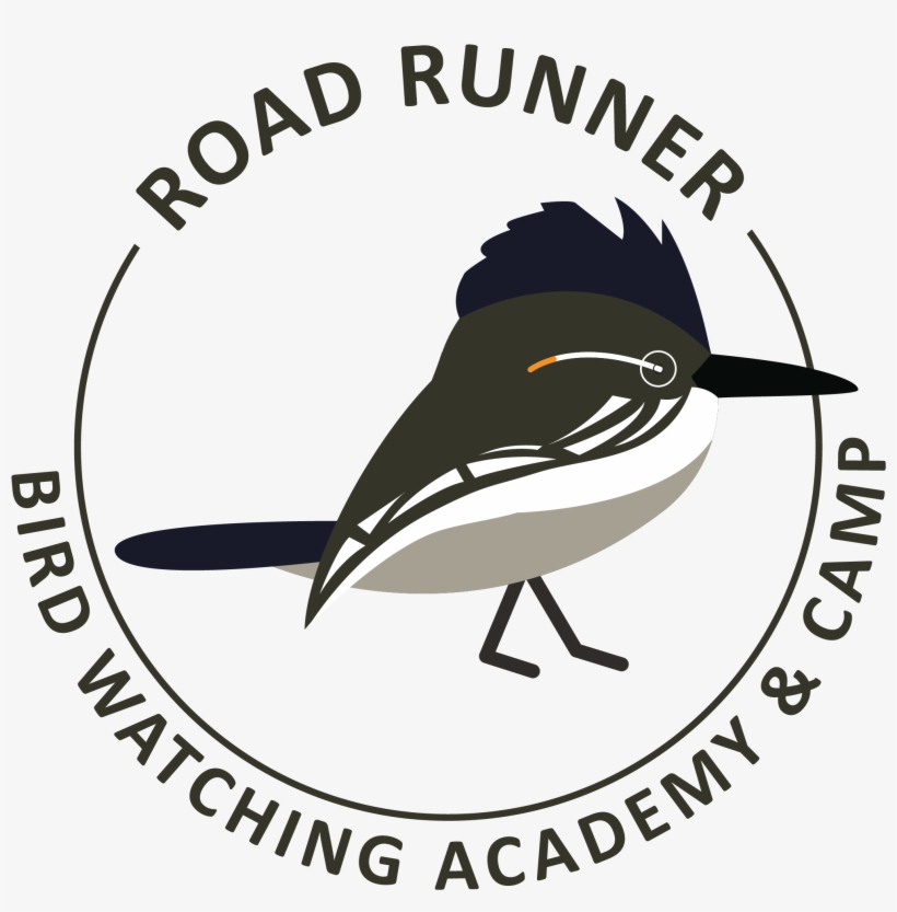 Greater Roadrunner - Old World Flycatcher, transparent png download