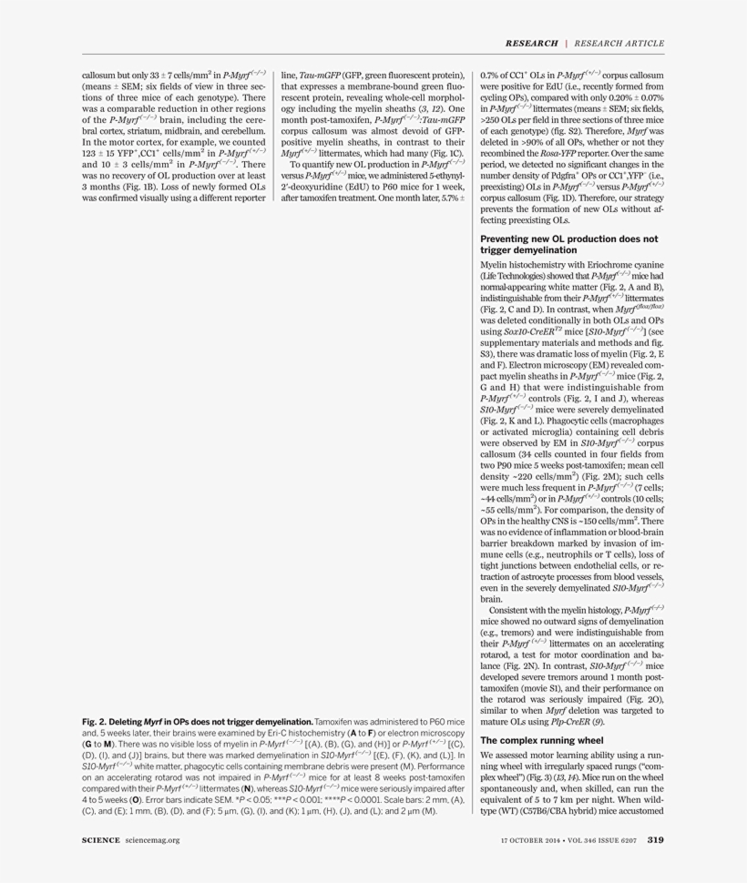 What - Initial L: Saint Luke As The Ox, transparent png download