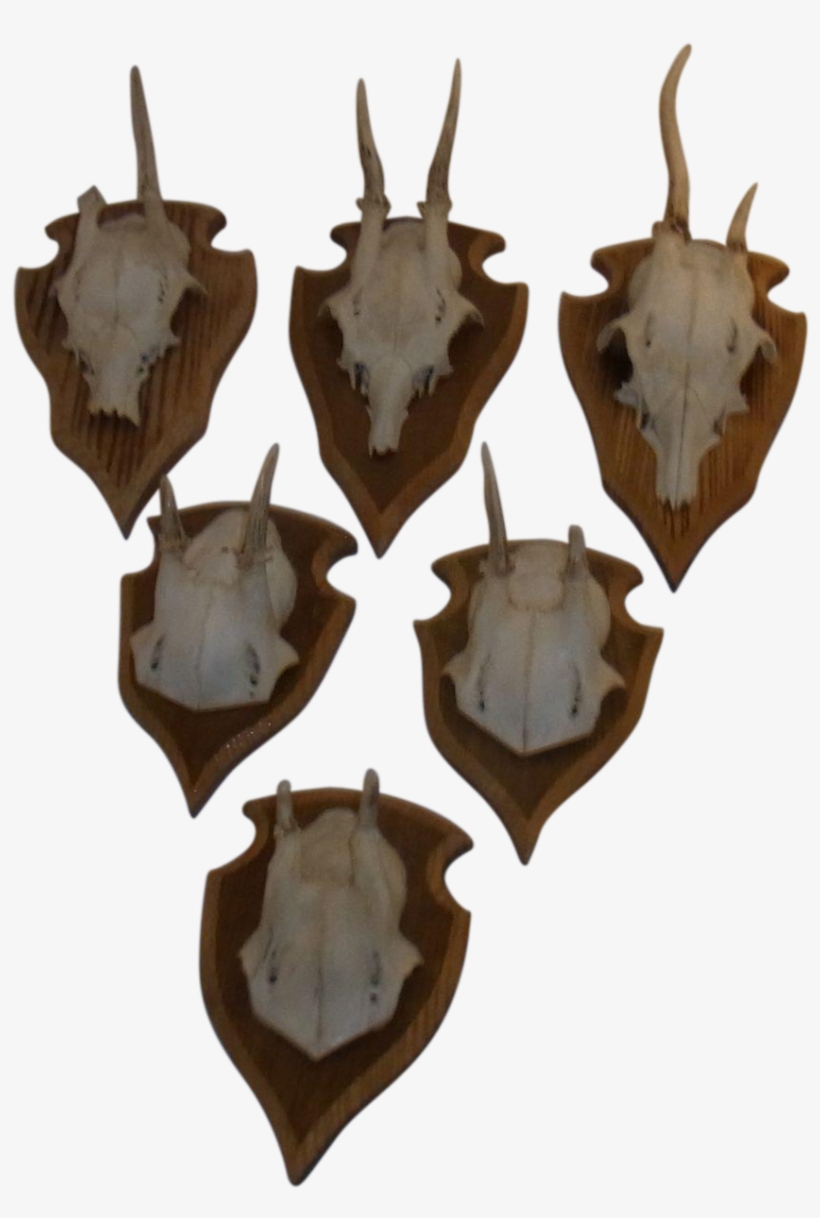 6 Vintage German Deer Antler On Trophy Plaque - Horn, transparent png download