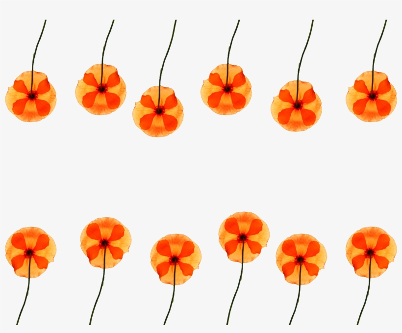 Watercolor Flower Pattern Png For Free - Poppy, transparent png download