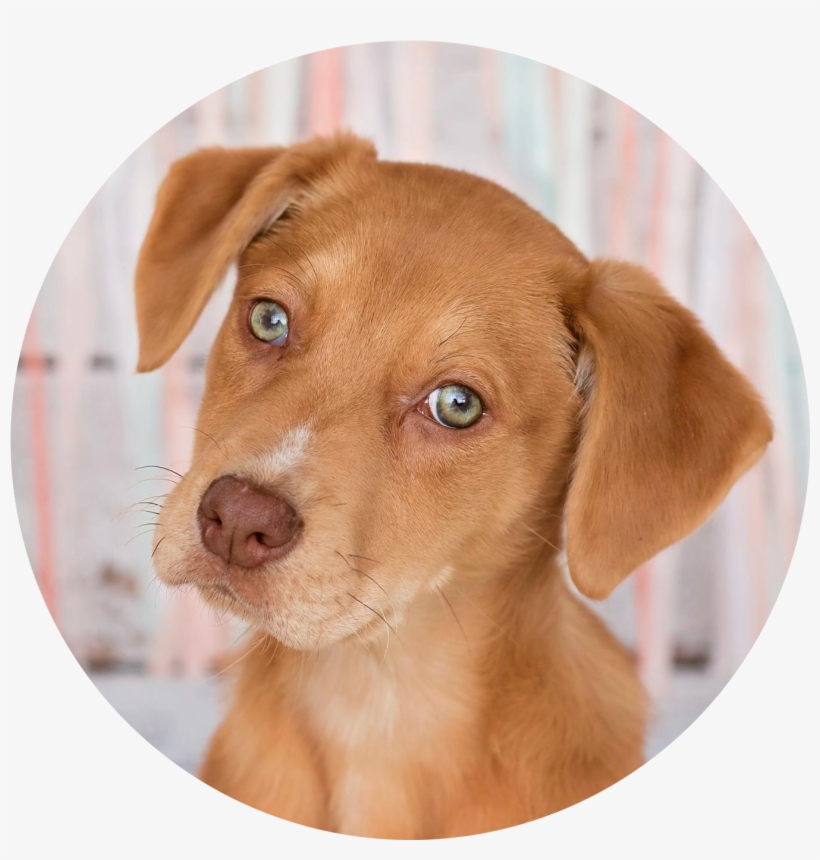 Adopt - Companion Dog, transparent png download