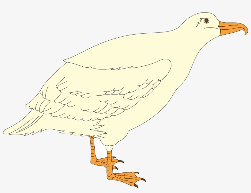 Bird Gull Wings Feathers Transparent Image - Buzzard, transparent png download