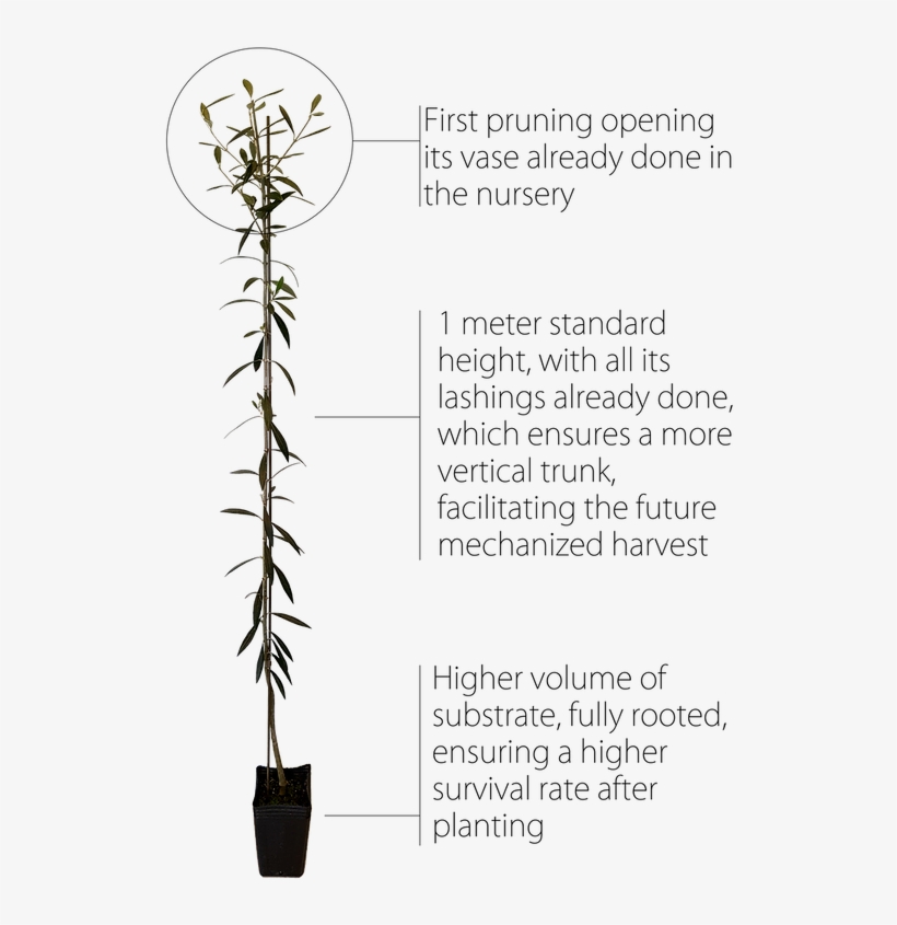 The First Pruning Done In Our Nursery Makes Life Easier - Houseplant, transparent png download