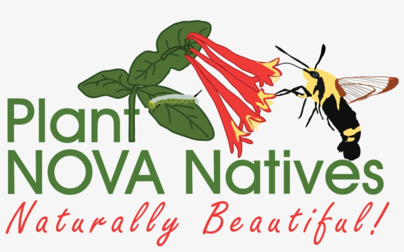 Seedling Giveaways And Native Plant Sales - Honeysuckle, transparent png download