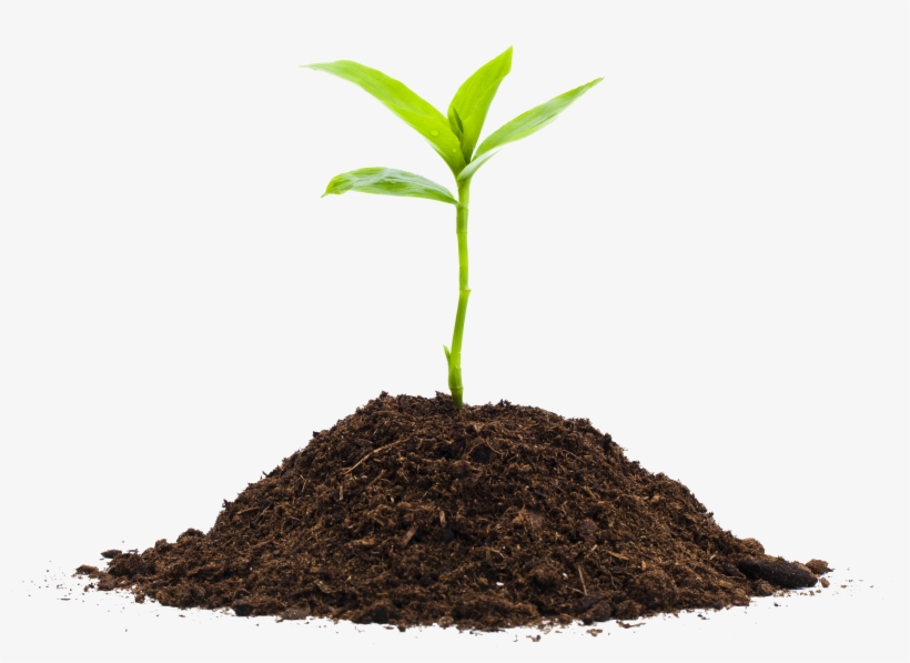 Plant Life Cycle - Compost Plants, transparent png download