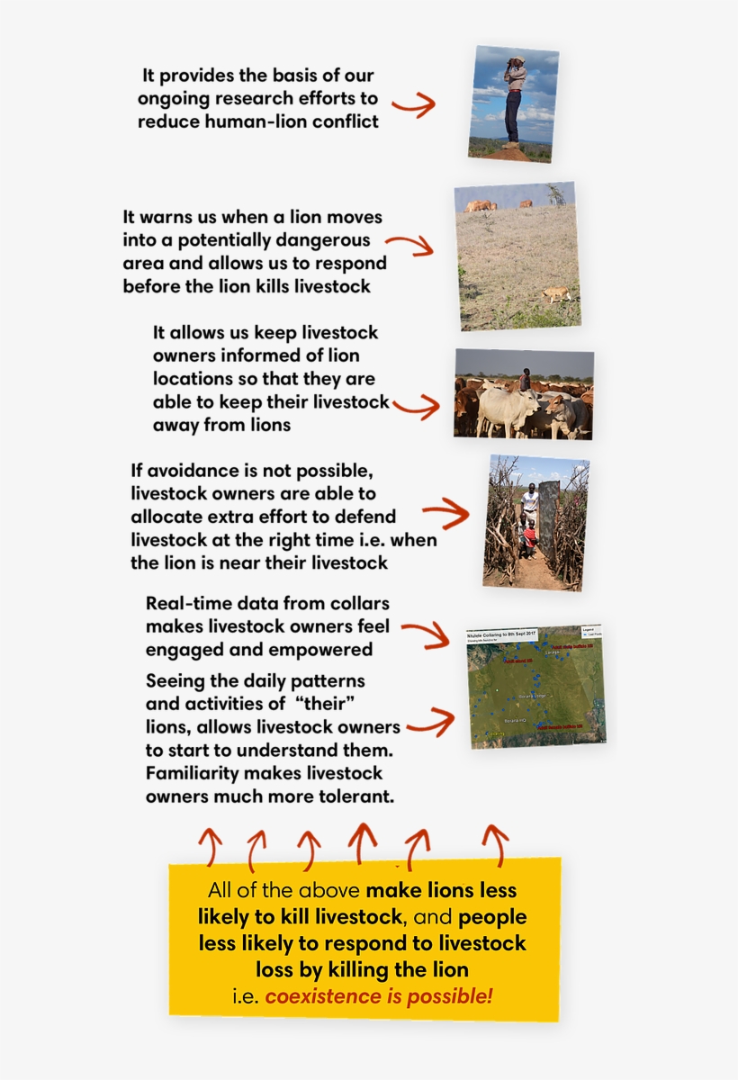 This Data Helps Foster Coexistence Between Lions And - Animal, transparent png download