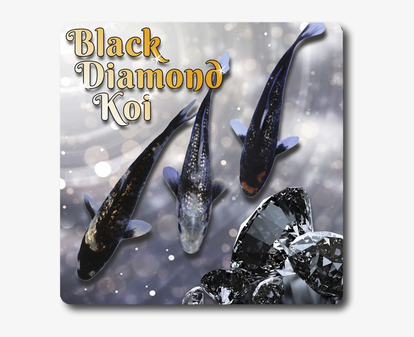 Black Diamond Koi 3 Pack Free Shipping [black Diamond - Poster, transparent png download