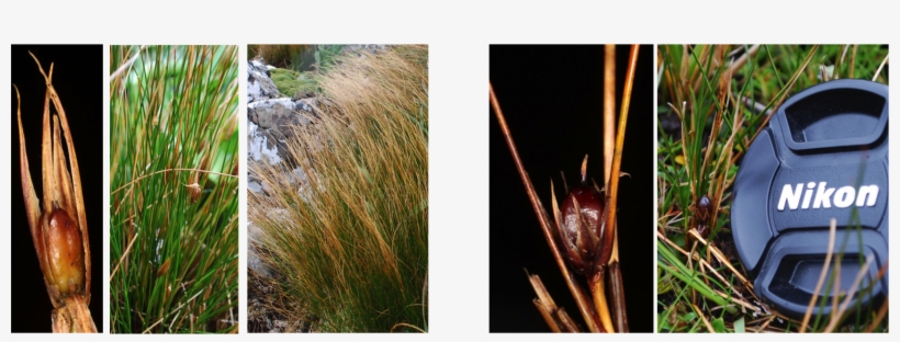 Download Original Image - Nikon Coolpix, transparent png download