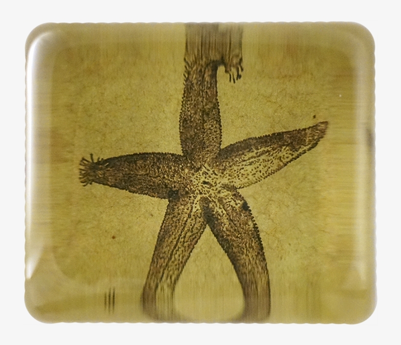 Starfish, transparent png download