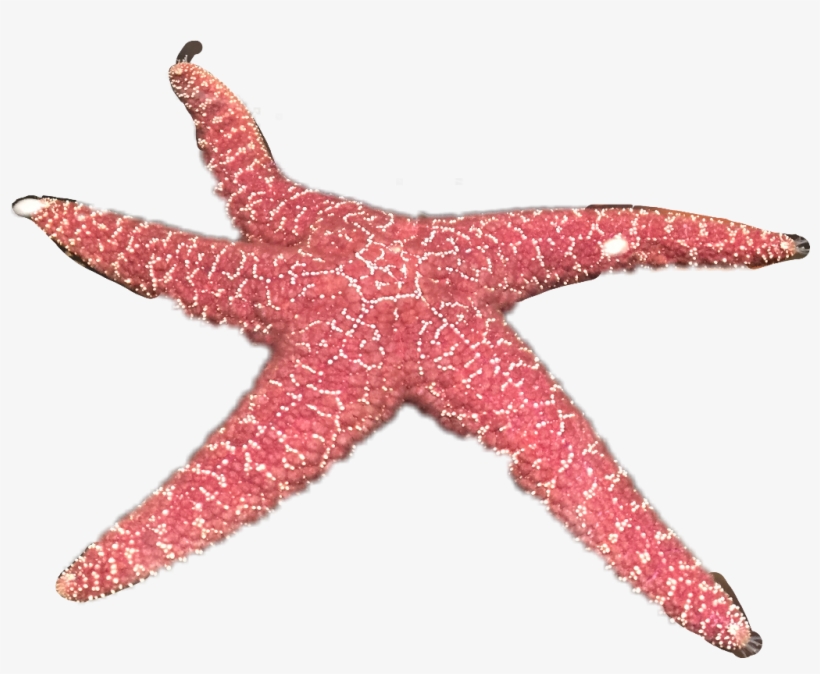 Report Abuse - Starfish, transparent png download
