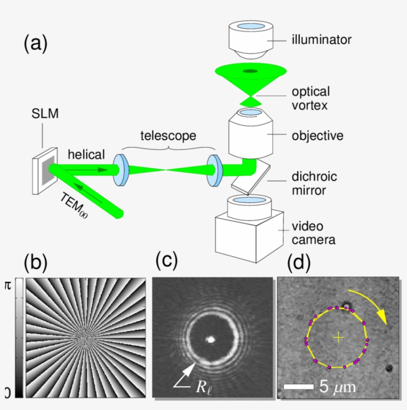 Creating Optical Vortices With Dynamic Holographic - Optical Vortices, transparent png download