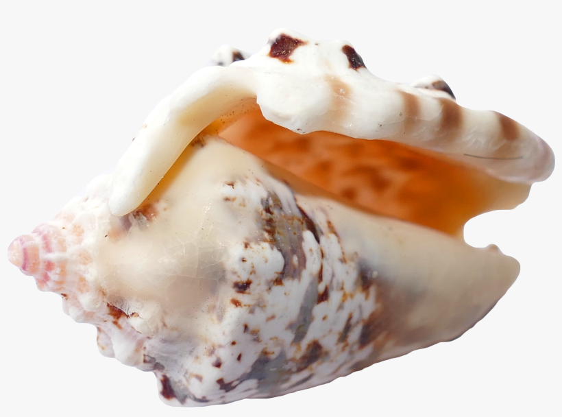Sea, Shells, Ocean, Beach, Vacation, Sea Shells, Sand - เปลือก หอย Png, transparent png download